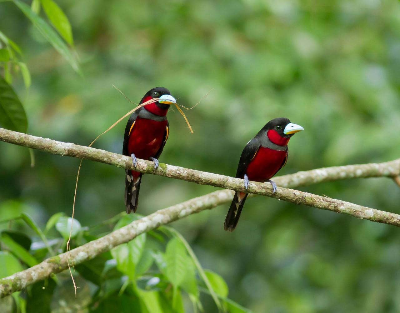 Birding Vietnam, Bird Watching Vietnam, Birding Asia, Naturalist Journeys, Wildlife Tour, Wildlife Photography, Ecotourism, Specialty Birds, Endemic Birds, Birding Hotspot, Cuc Phuong