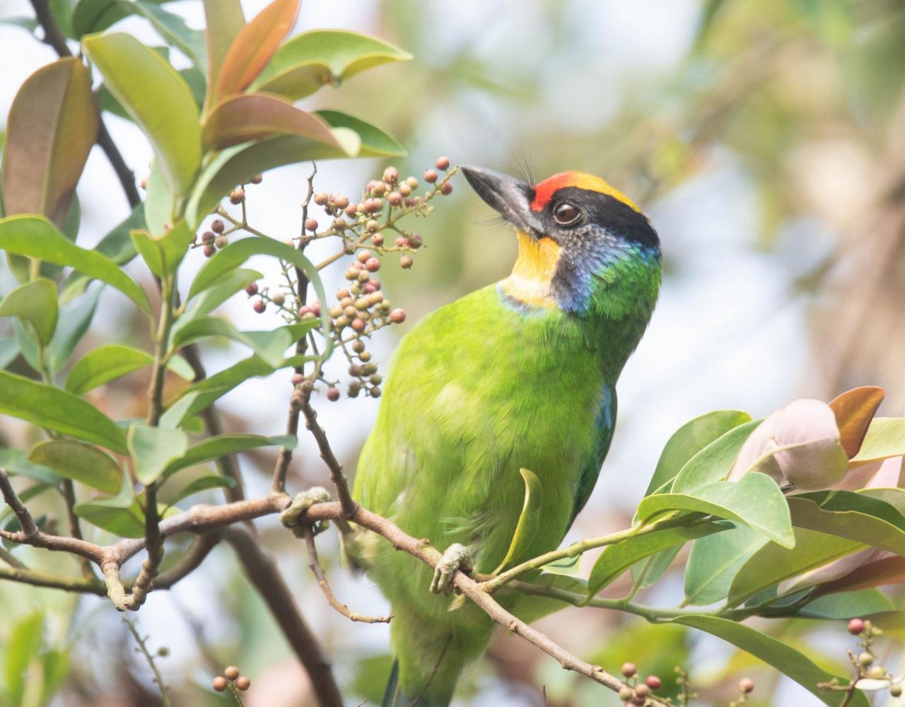 Birding Vietnam, Bird Watching Vietnam, Birding Asia, Naturalist Journeys, Wildlife Tour, Wildlife Photography, Ecotourism, Specialty Birds, Endemic Birds, Birding Hotspot, Cuc Phuong
