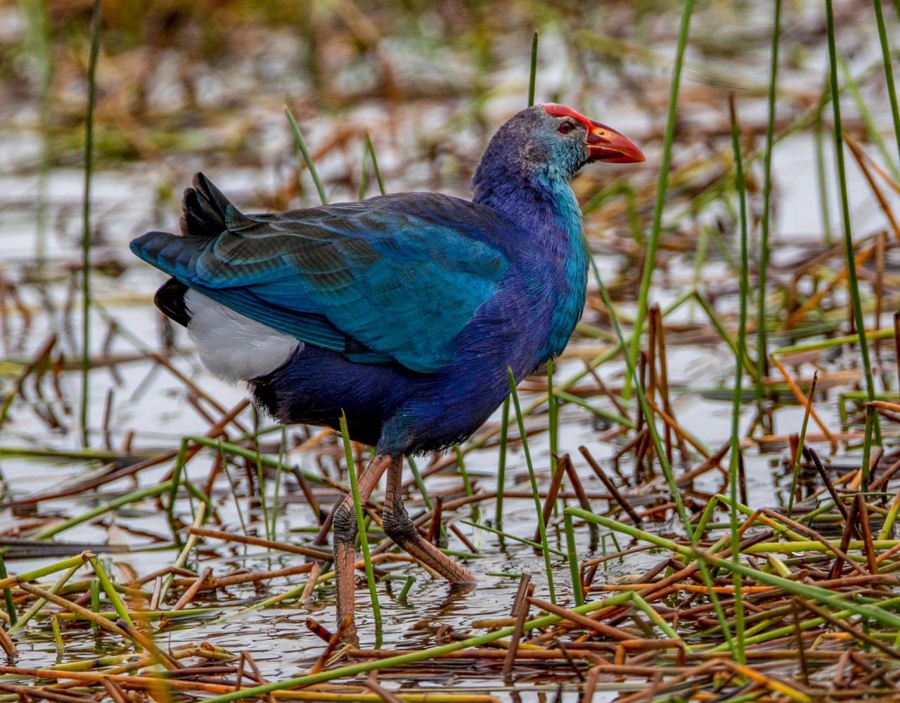 Birding Vietnam, Bird Watching Vietnam, Birding Asia, Naturalist Journeys, Wildlife Tour, Wildlife Photography, Ecotourism, Specialty Birds, Endemic Birds, Birding Hotspot, Cuc Phuong