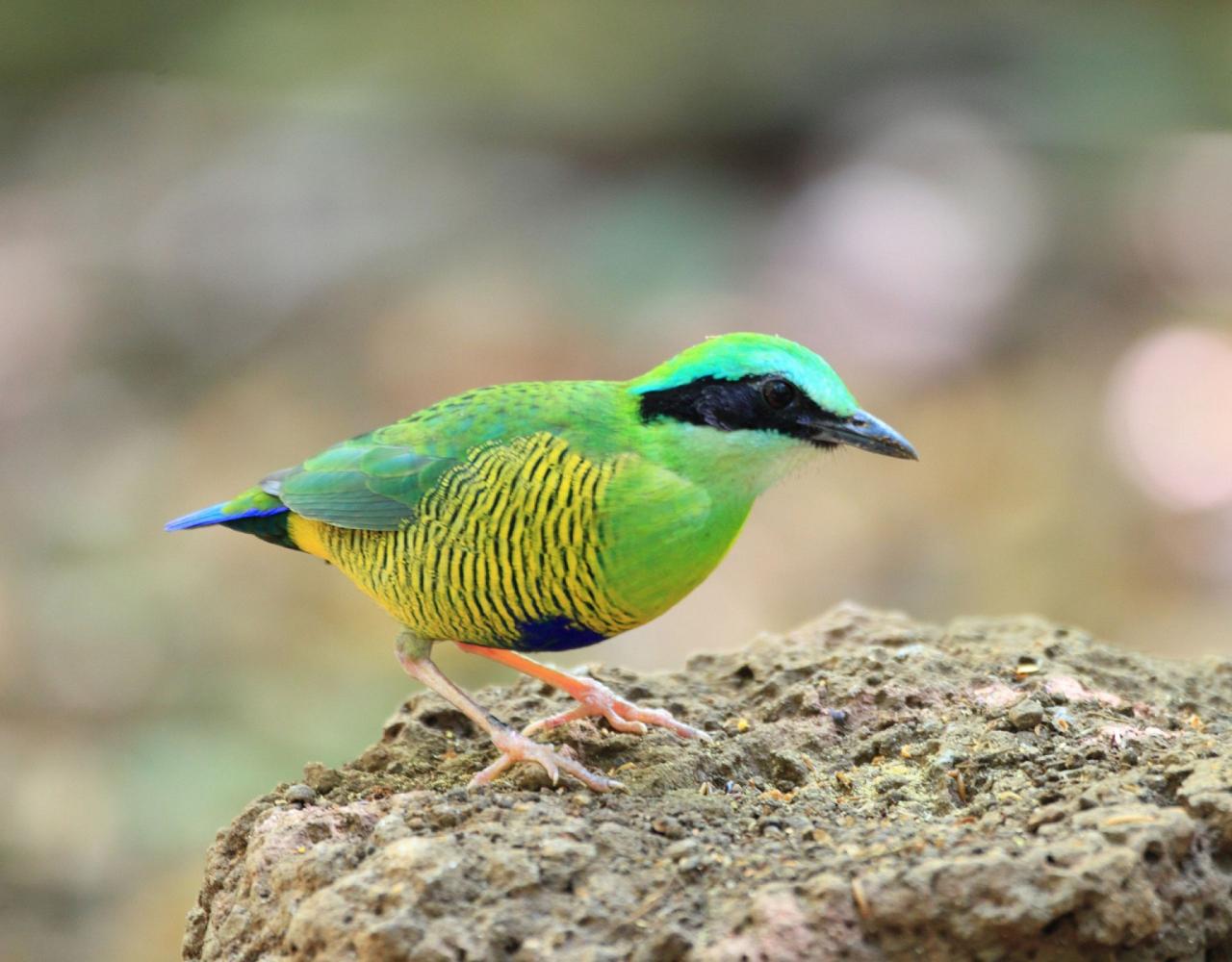 Birding Vietnam, Bird Watching Vietnam, Birding Asia, Naturalist Journeys, Wildlife Tour, Wildlife Photography, Ecotourism, Specialty Birds, Endemic Birds, Birding Hotspot, Cuc Phuong