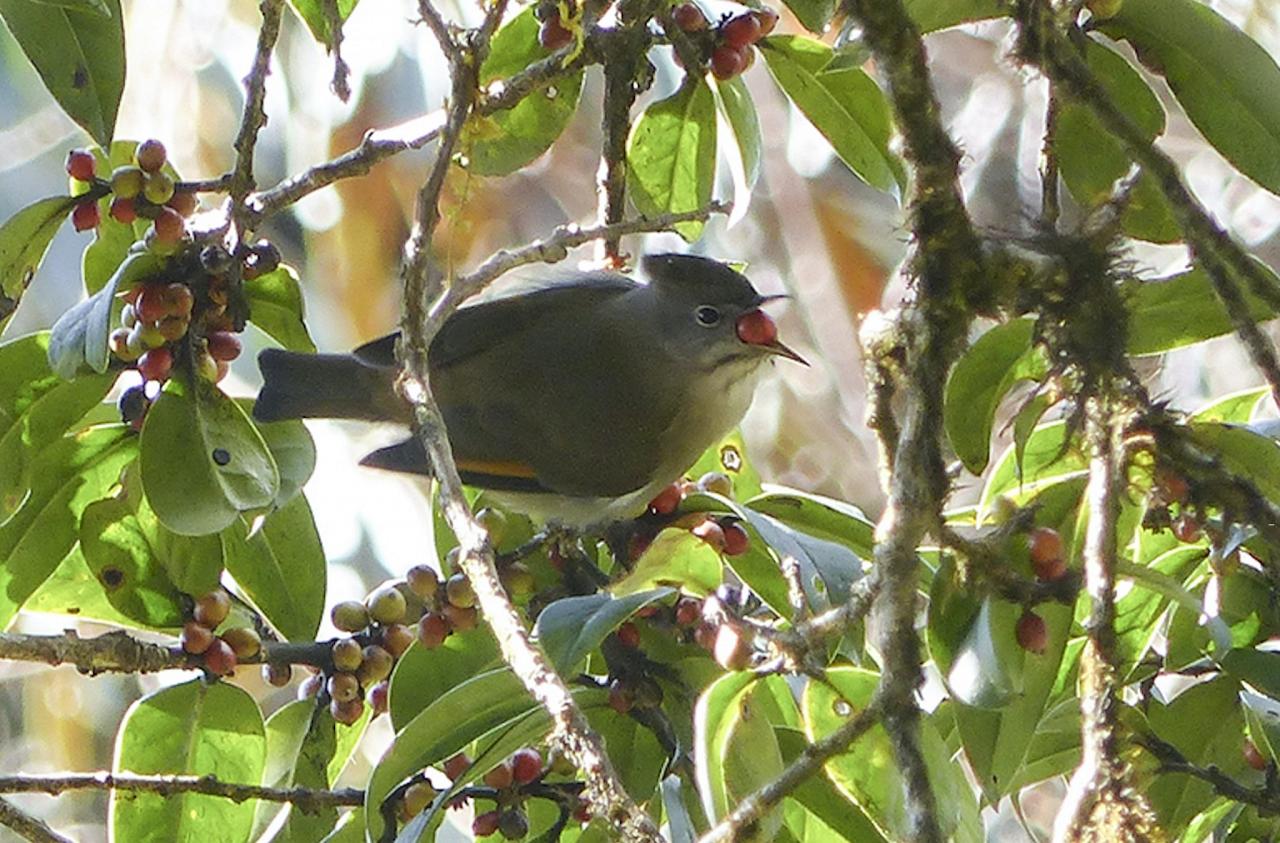 Stripe-throated Yuhina,India Nature Tour, India Wildlife Tour, India Wildlife Safari, Naturalist Journeys Birding and Nature tour to Southern India Western Ghats and Nagarhole National Park