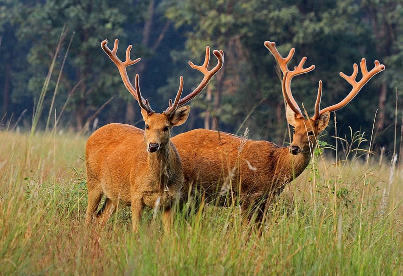 Barasingha India Nature Tour, India Wildlife Tour, India Wildlife Safari, Naturalist Journeys Birding and Nature tour to Southern India Western Ghats and Nagarhole National Park