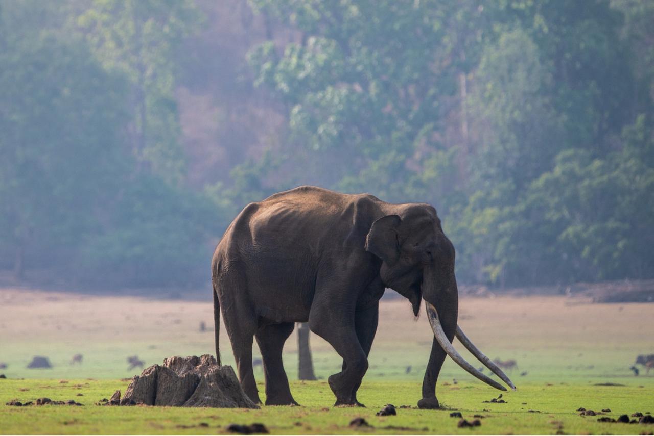 Indian Elephant, India Nature Tour, India Wildlife Tour, India Wildlife Safari, Naturalist Journeys Birding and Nature tour to Southern India Western Ghats and Nagarhole National Park