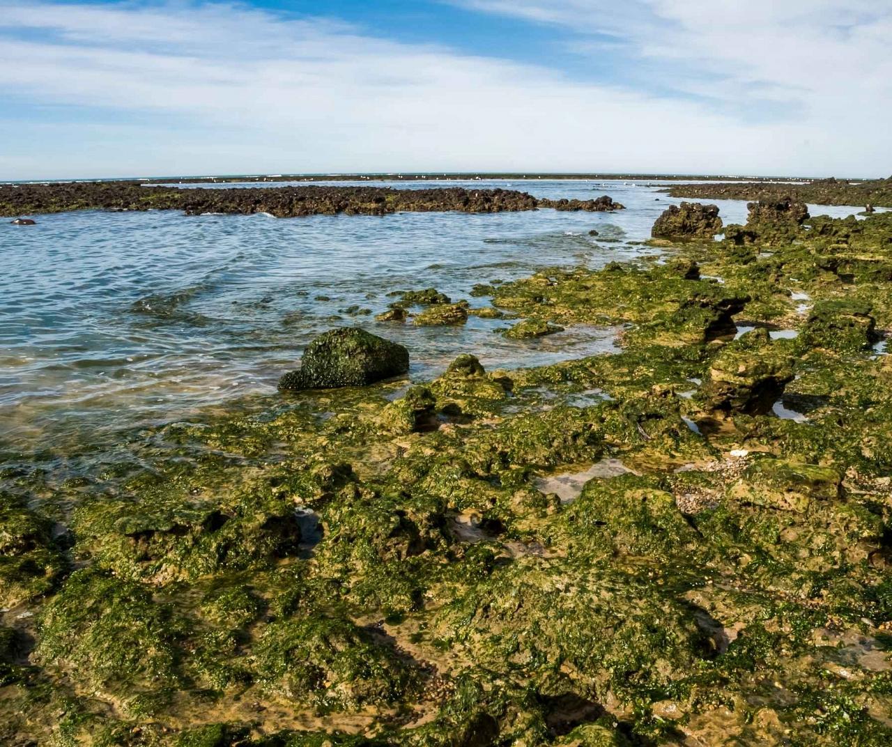Valdes Peninsula, Patagonia, Patagonia Birding and Nature Tour, Patagonia Nature Tour, Naturalist Journeys, Argentina, Chile