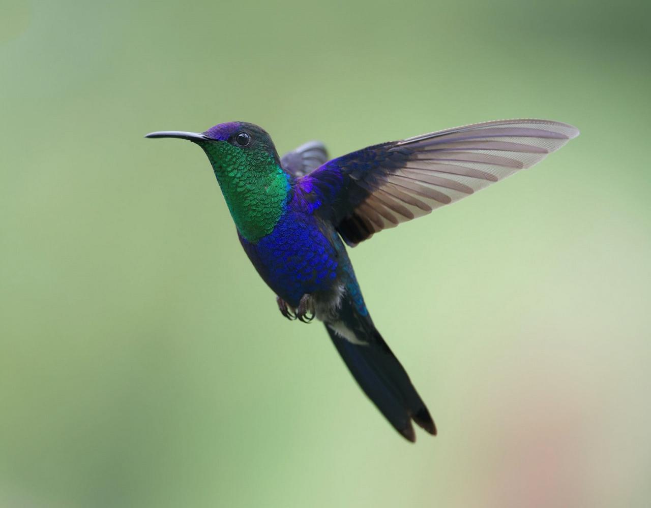 Crowned Woodnymph by Scott Page