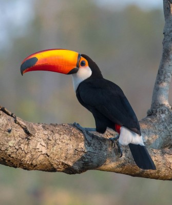 Birding Bolivia, Bird watching Bolivia, South America, Naturalist Journeys, Wildlife Tour, Wildlife Photography, Ecotourism, Specialty Birds, Birding Hotspot