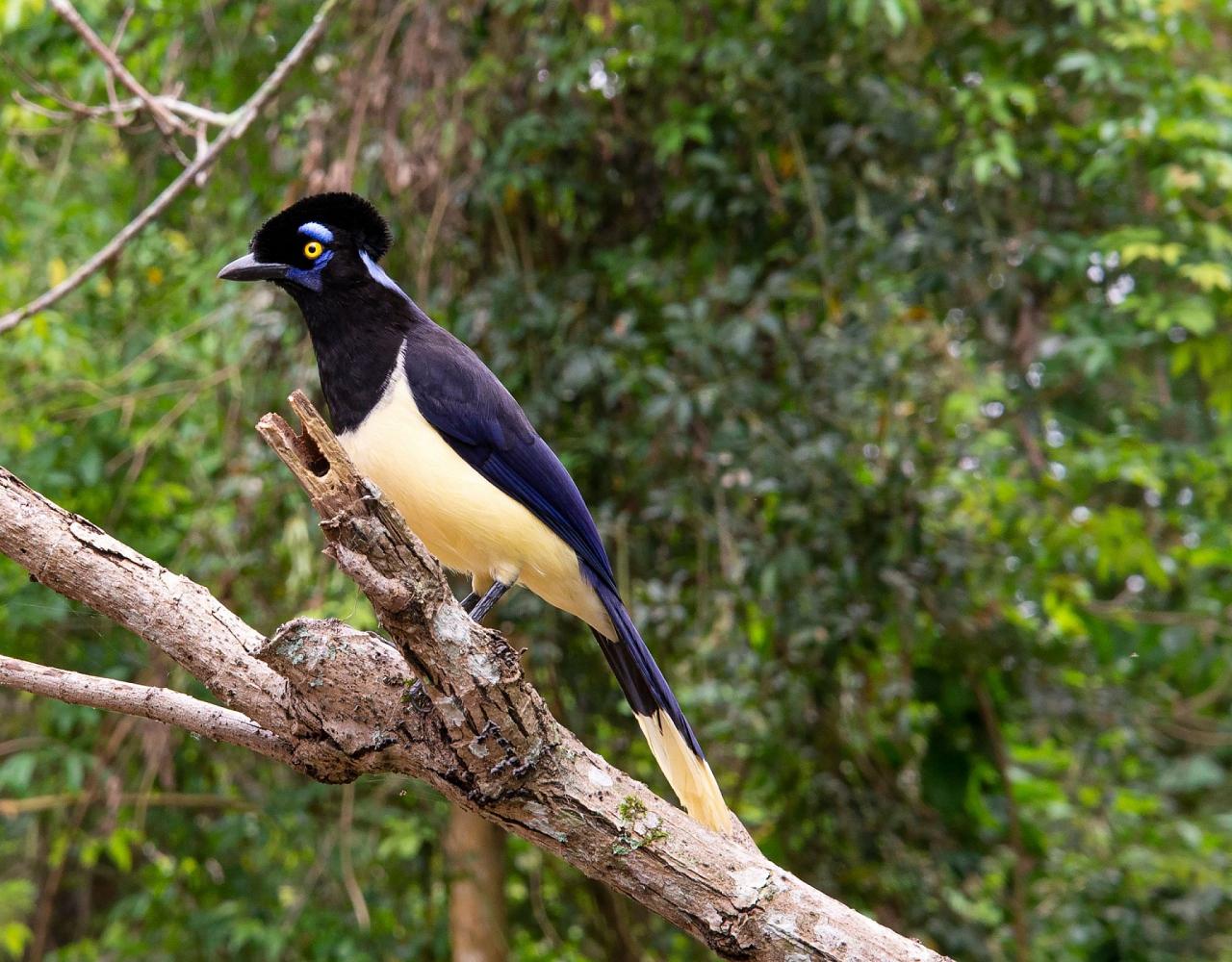 Birding Bolivia, Bird watching Bolivia, South America, Naturalist Journeys, Wildlife Tour, Wildlife Photography, Ecotourism, Specialty Birds, Birding Hotspot