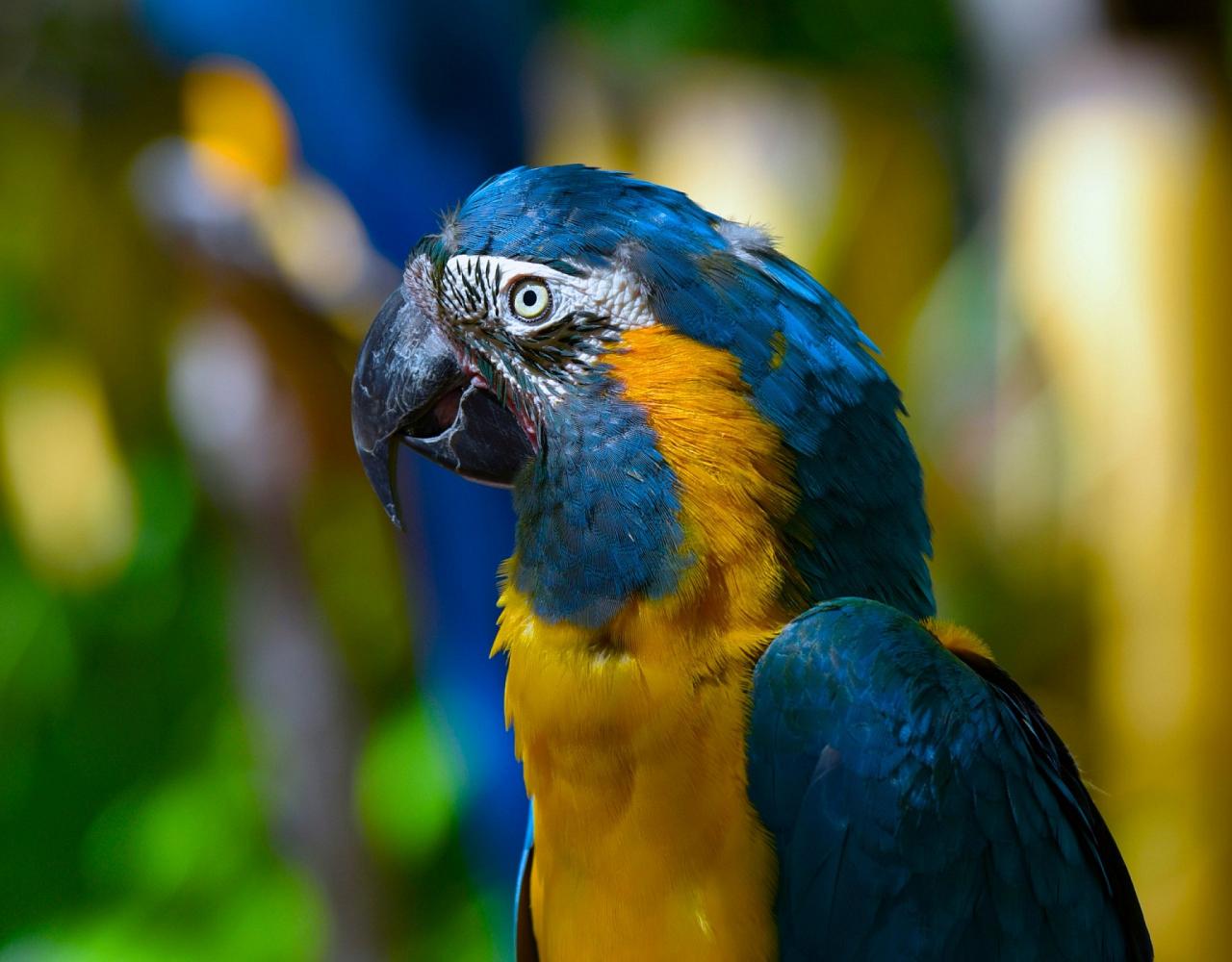 Birding Bolivia, Bird watching Bolivia, South America, Naturalist Journeys, Wildlife Tour, Wildlife Photography, Ecotourism, Specialty Birds, Birding Hotspot