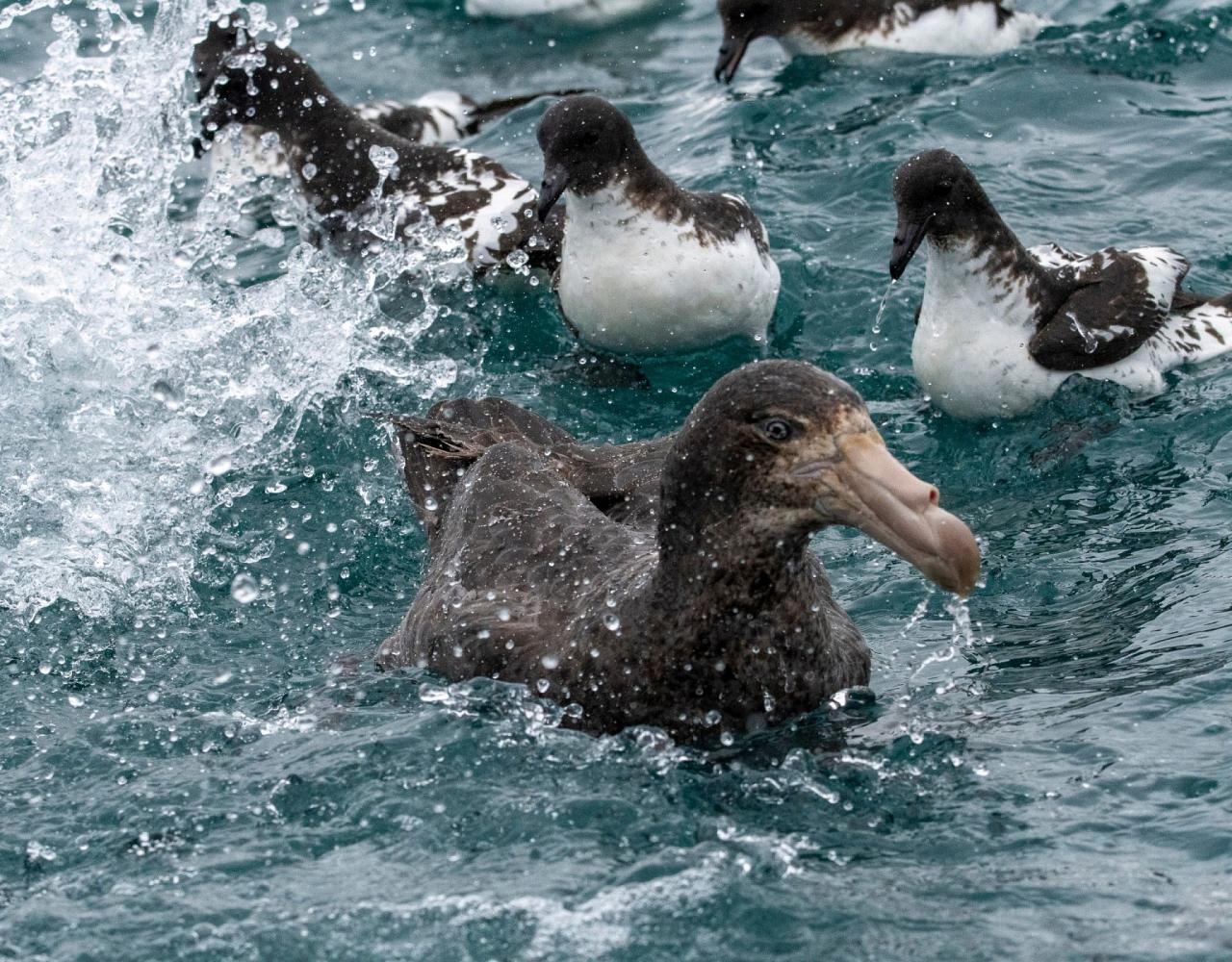 New Zealand, New Zealand Nature Tour, New Zealand Birding Tour, New Zealand Wildlife Tour, Naturalist Journeys, Birdwatching, Wildlife Tour, Travel