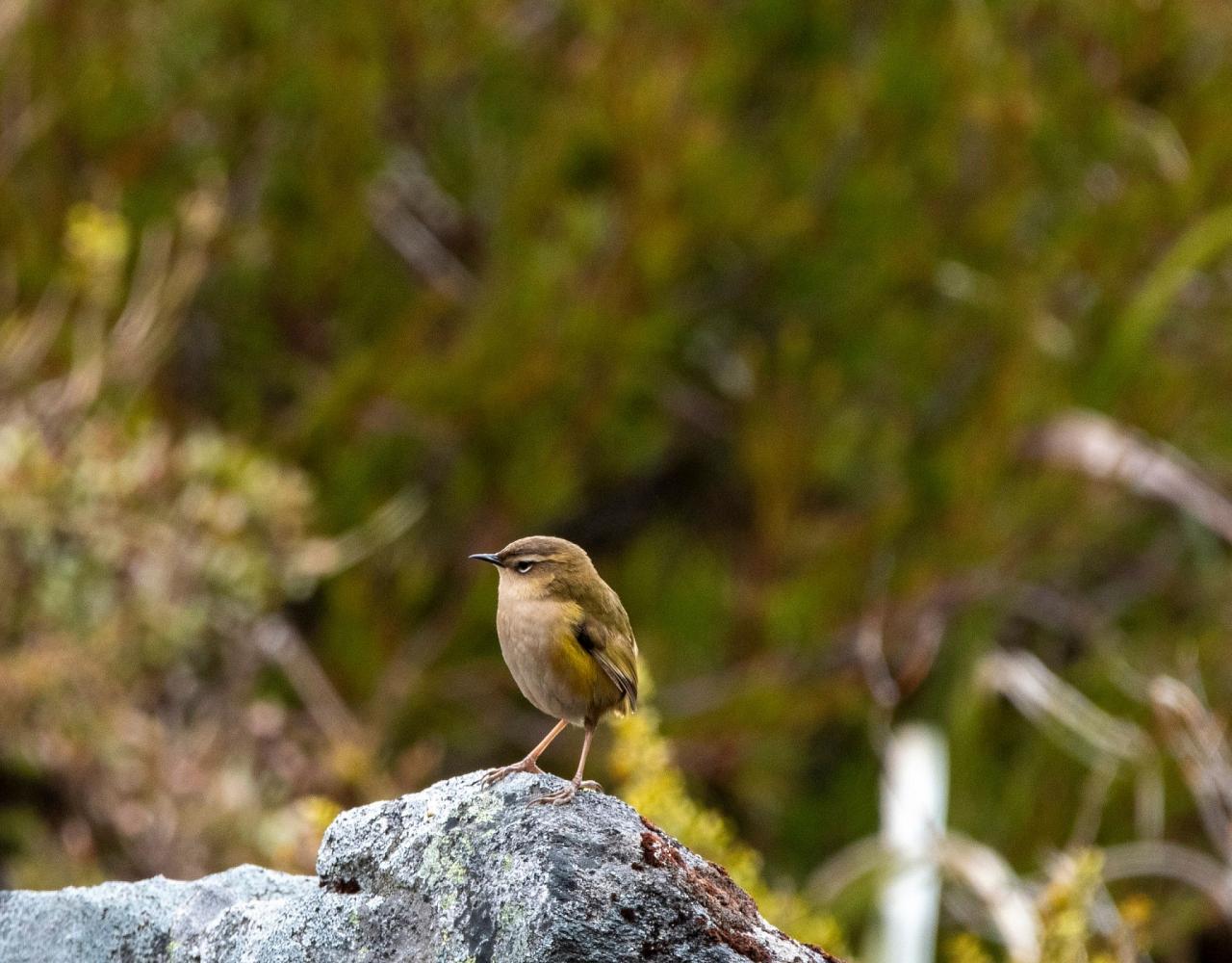 New Zealand, New Zealand Nature Tour, New Zealand Birding Tour, New Zealand Wildlife Tour, Naturalist Journeys, Birdwatching, Wildlife Tour, Travel