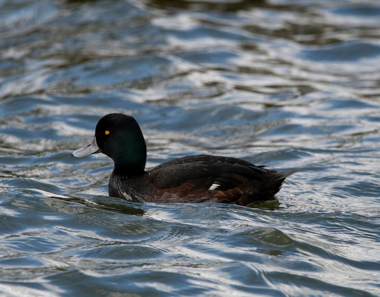New Zealand, New Zealand Nature Tour, New Zealand Birding Tour, New Zealand Wildlife Tour, Naturalist Journeys, Birdwatching, Wildlife Tour, Travel
