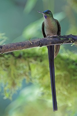 Violet-tailed Sylph, Ecuador, Ecuador Birding Tour, Ecuador Nature Tour, Ecuador Hummingbird Tour, Naturalist Journeys