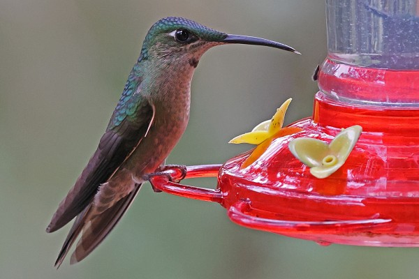 Fawn-breasted Brilliant, Ecuador, Ecuador Birding Tour, Ecuador Nature Tour, Ecuador Hummingbird Tour, Quito, Naturalist Journeys