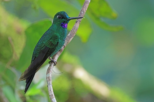 Green-crowned Brilliant, Ecuador, Ecuador Birding Tour, Ecuador Nature Tour, Ecuador Hummingbird Tour, Quito, Naturalist Journeys