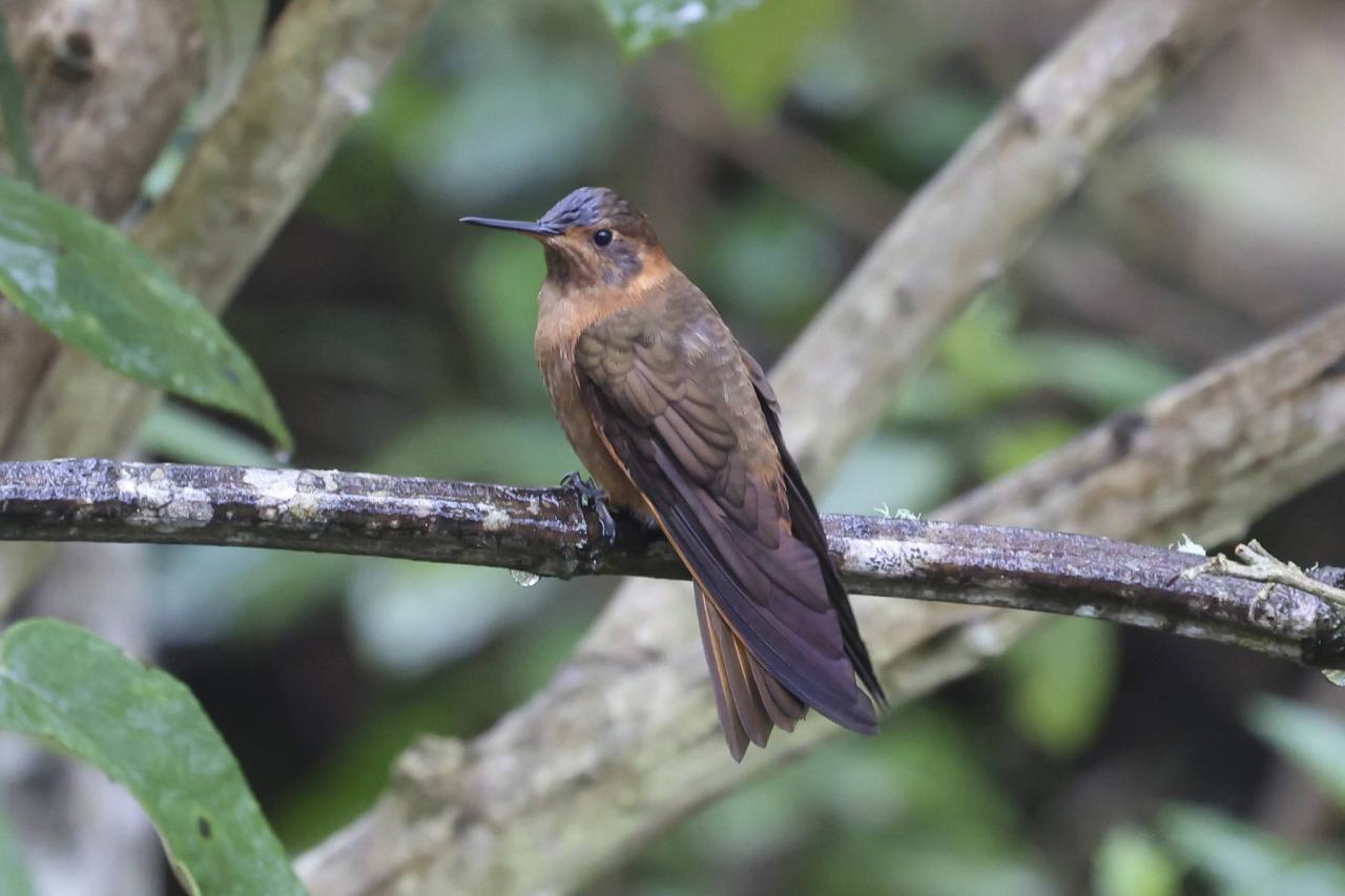Shining Sunbeam, Ecuador, Ecuador Birding Tour, Ecuador Nature Tour, Ecuador Hummingbird Tour, Quito, Naturalist Journeys