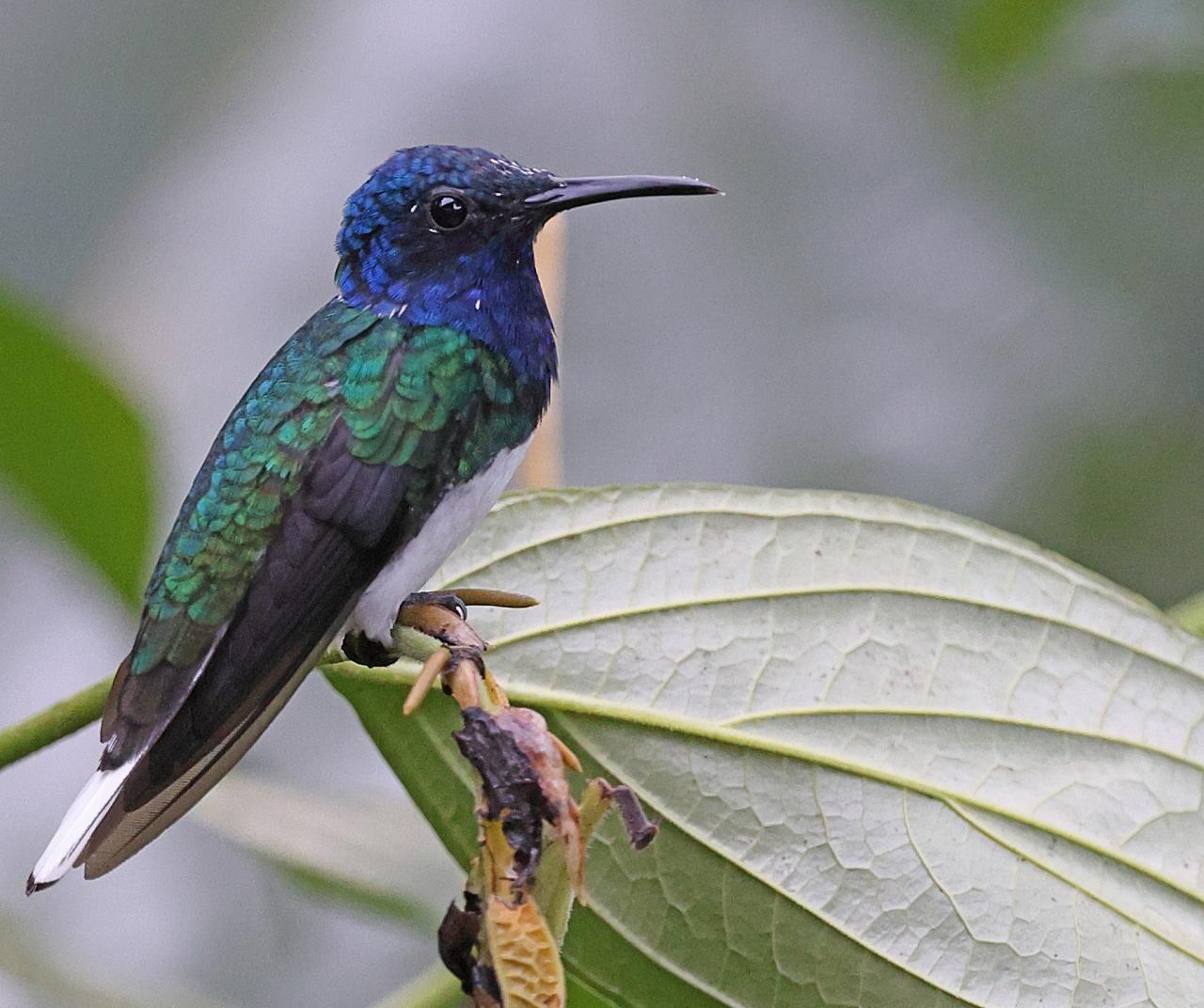 White-necked Jacobin, Ecuador, Ecuador Birding Tour, Ecuador Hummingbird Tour, Ecuador Nature Tour, Quito, Naturalist Journeys