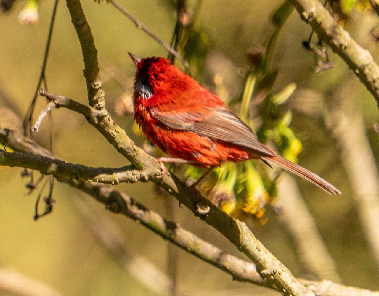 Birding Mexico, Bird watching Mexico, Mexico Nature Tour, Naturalist Journeys, Wildlife Tour, Wildlife Photography, Ecotourism, Specialty Birds, Birding Hotspot