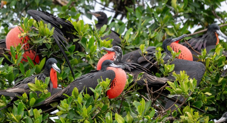 Magnificent Frigatebirds, Veracruz, River of Raptors, Veracruz Raptor Migration, Veracruz Mexico Birding Tour, Naturalist Journeys