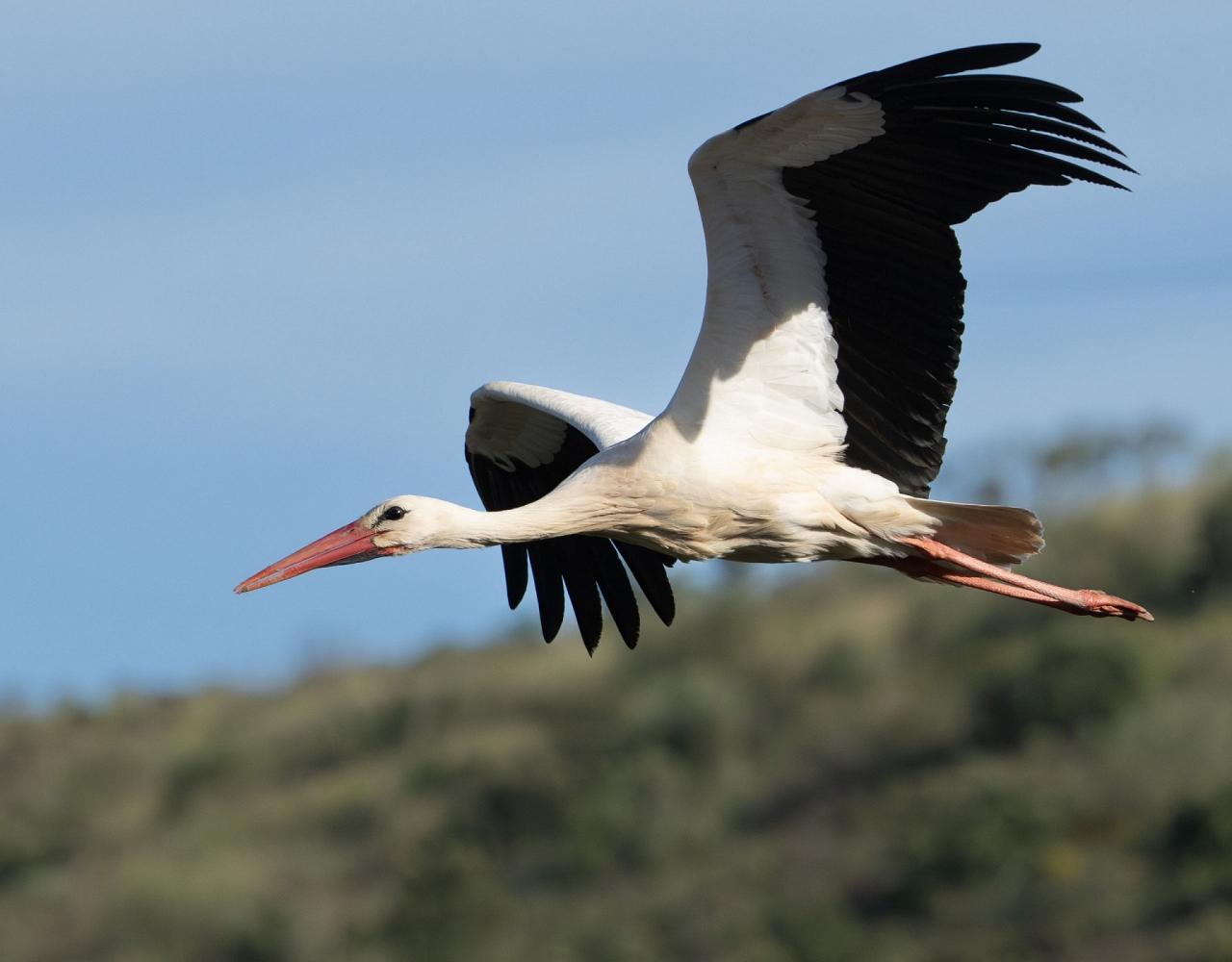 Birding Portugal, Portugal Nature, Bird watching Europe, Fall Migration, Naturalist Journeys, Wildlife Tour, Wildlife Photography, Ecotourism, Specialty Birds, Birding Hotspot, Lisbon, Alentejo