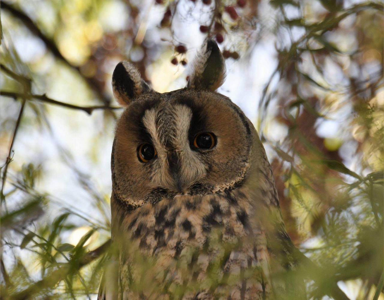 Birding Portugal, Portugal Nature, Bird watching Europe, Fall Migration, Naturalist Journeys, Wildlife Tour, Wildlife Photography, Ecotourism, Specialty Birds, Birding Hotspot, Lisbon, Alentejo