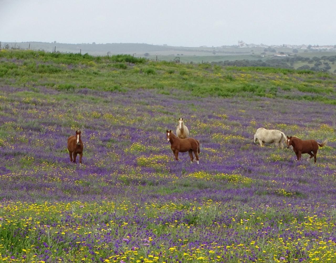 Birding Portugal, Portugal Nature, Bird watching Europe, Fall Migration, Naturalist Journeys, Wildlife Tour, Wildlife Photography, Ecotourism, Specialty Birds, Birding Hotspot, Lisbon, Alentejo