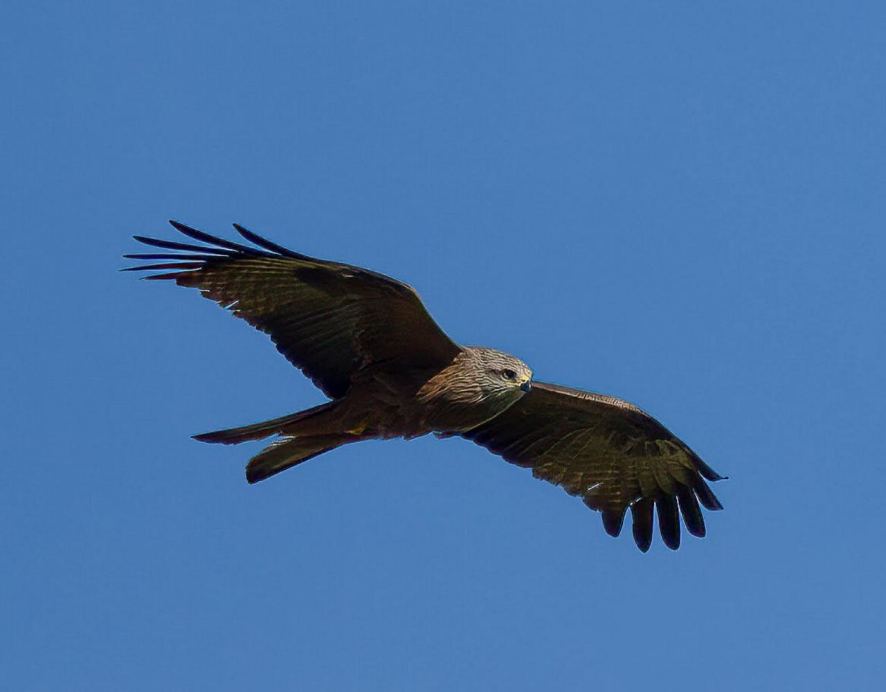 Birding Portugal, Portugal Nature, Bird watching Europe, Fall Migration, Naturalist Journeys, Wildlife Tour, Wildlife Photography, Ecotourism, Specialty Birds, Birding Hotspot, Lisbon, Alentejo