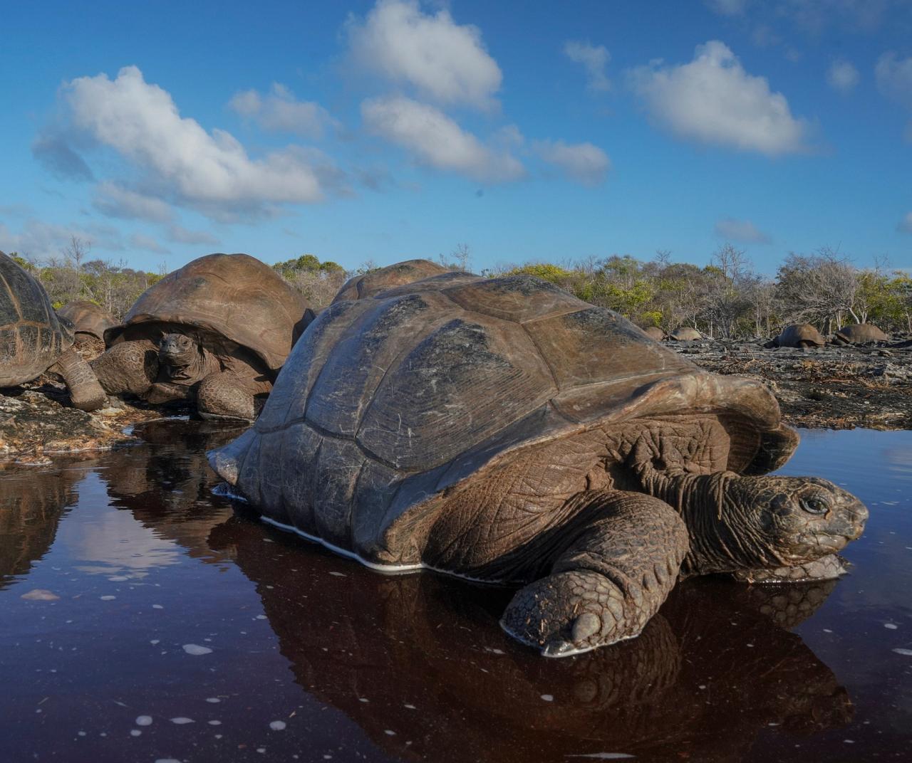 Aldabra Giant Tortoise, Seychelles Birding Tour, Seychelles Cruise, Seychelles Islands, Naturalist Journeys