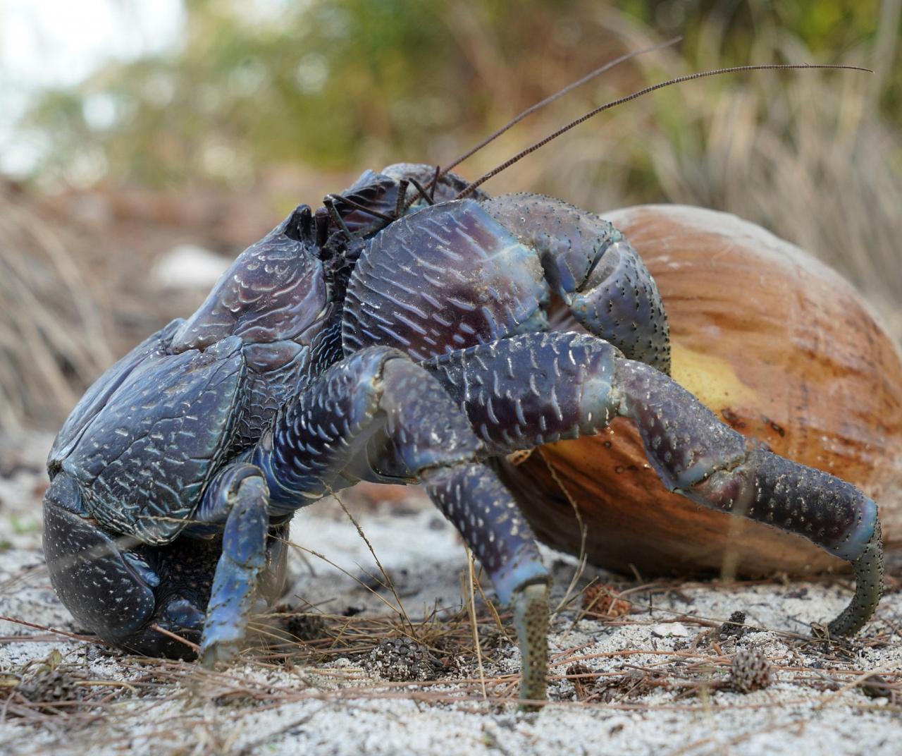Seychelles Birding Tour, Seychelles Cruise, Seychelles Islands, Naturalist Journeys