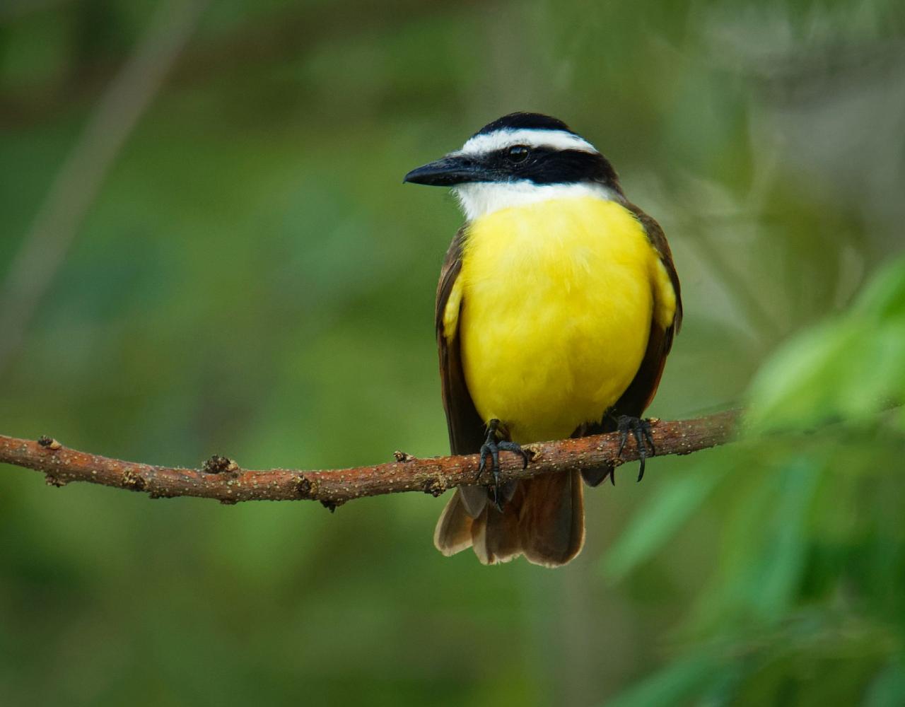 Birding Mexico, Bird watching Mexico, Pacific Ocean, North American birds, Naturalist Journeys, Wildlife Tour, Wildlife Photography, Ecotourism, Specialty Birds, Endemic Birds, Birding Hotspot 