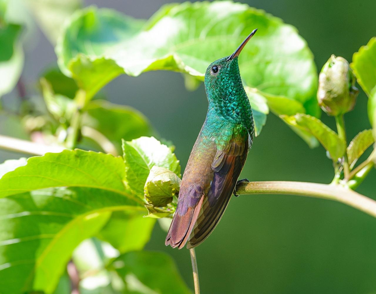 Birding Mexico, Bird watching Mexico, Pacific Ocean, North American birds, Naturalist Journeys, Wildlife Tour, Wildlife Photography, Ecotourism, Specialty Birds, Endemic Birds, Birding Hotspot 