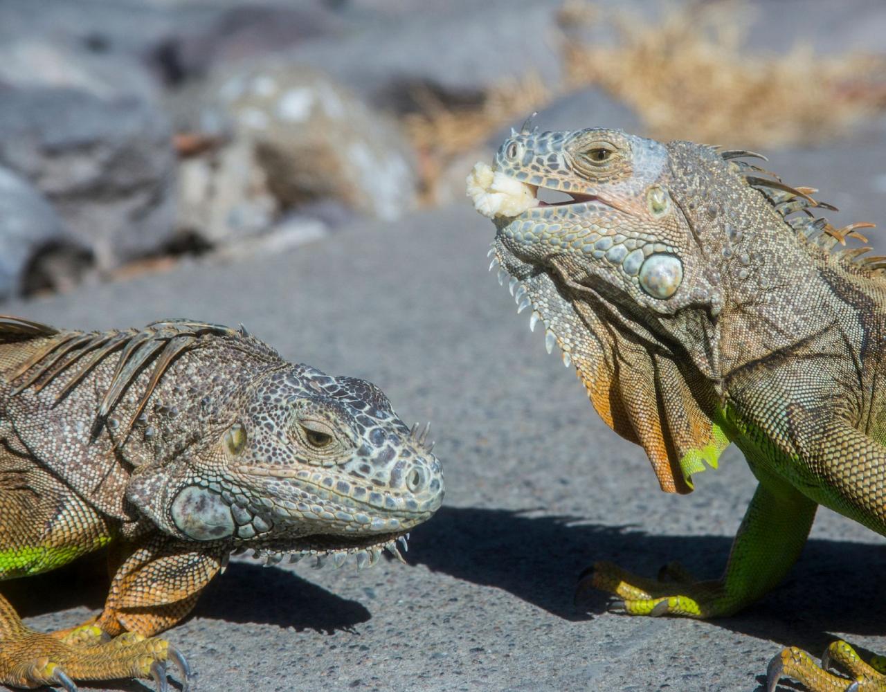 Birding Mexico, Bird watching Mexico, Pacific Ocean, North American birds, Naturalist Journeys, Wildlife Tour, Wildlife Photography, Ecotourism, Specialty Birds, Endemic Birds, Birding Hotspot 