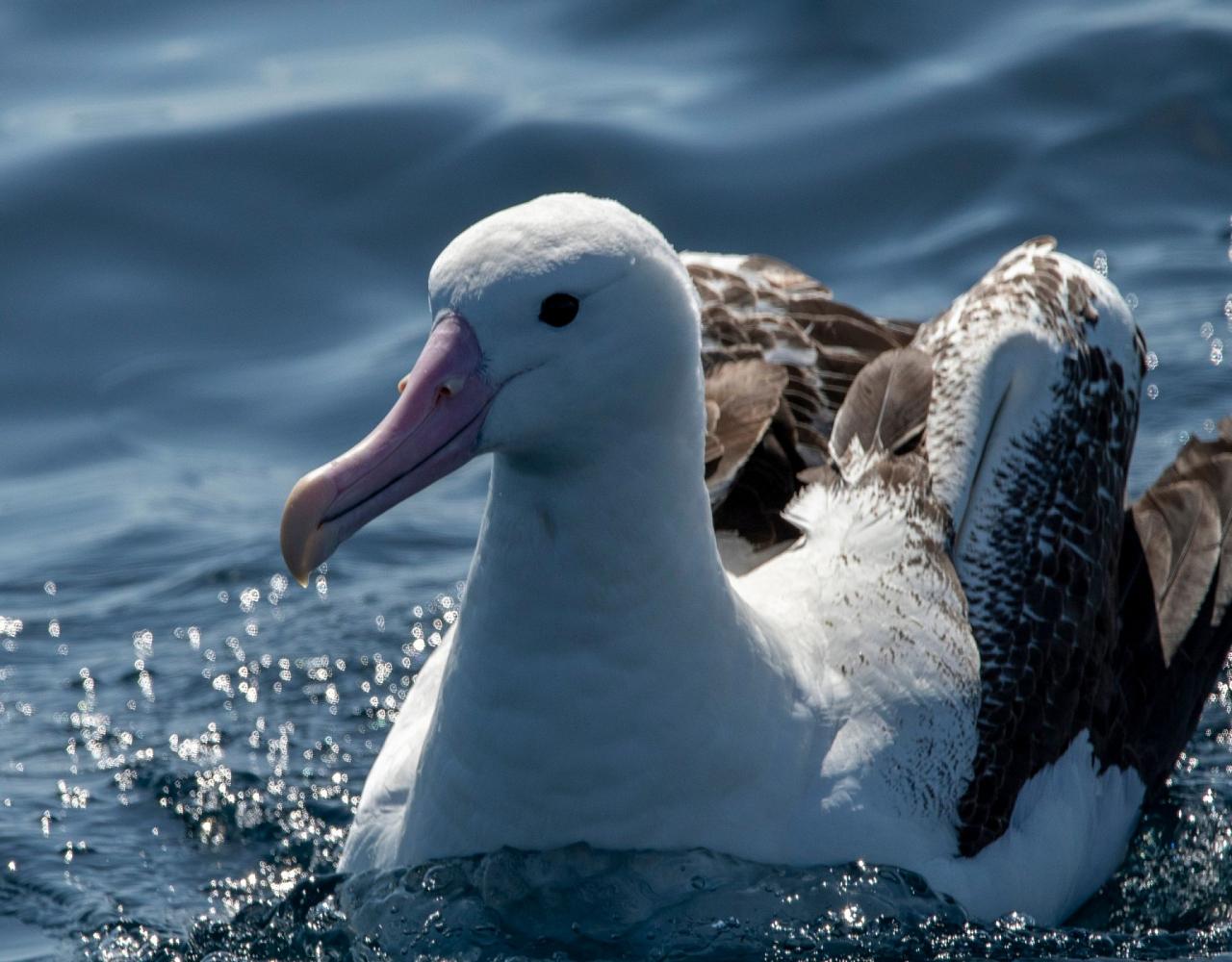 New Zealand, New Zealand Nature Tour, New Zealand Birding Tour, New Zealand Wildlife Tour, Naturalist Journeys, Birdwatching, Wildlife Tour, Travel