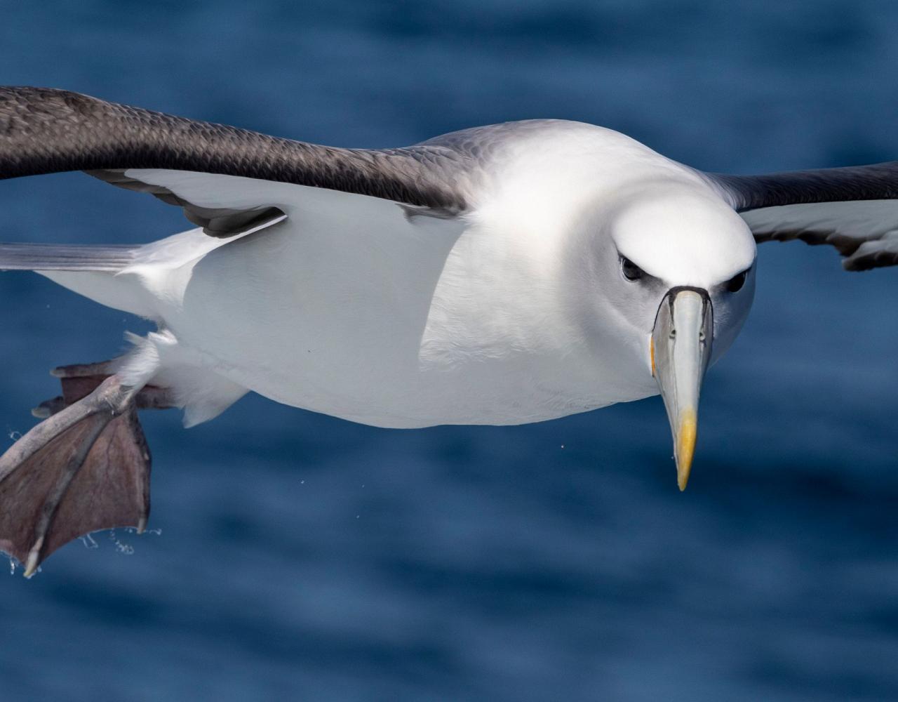 New Zealand, New Zealand Nature Tour, New Zealand Birding Tour, New Zealand Wildlife Tour, Naturalist Journeys, Birdwatching, Wildlife Tour, Travel