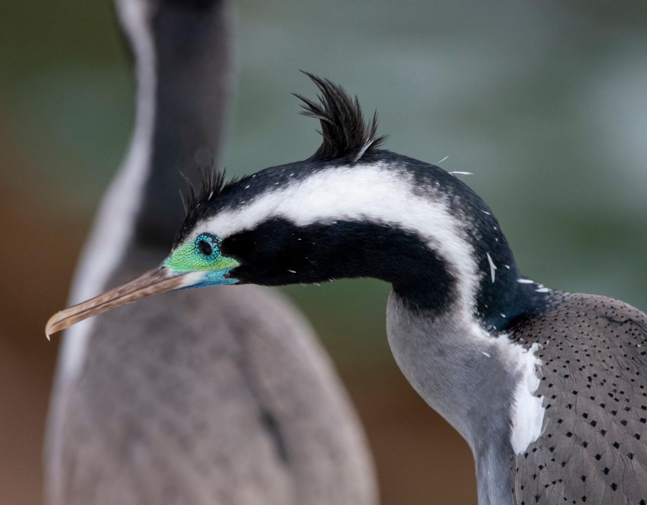 New Zealand, New Zealand Nature Tour, New Zealand Birding Tour, New Zealand Wildlife Tour, Naturalist Journeys, Birdwatching, Wildlife Tour, Travel