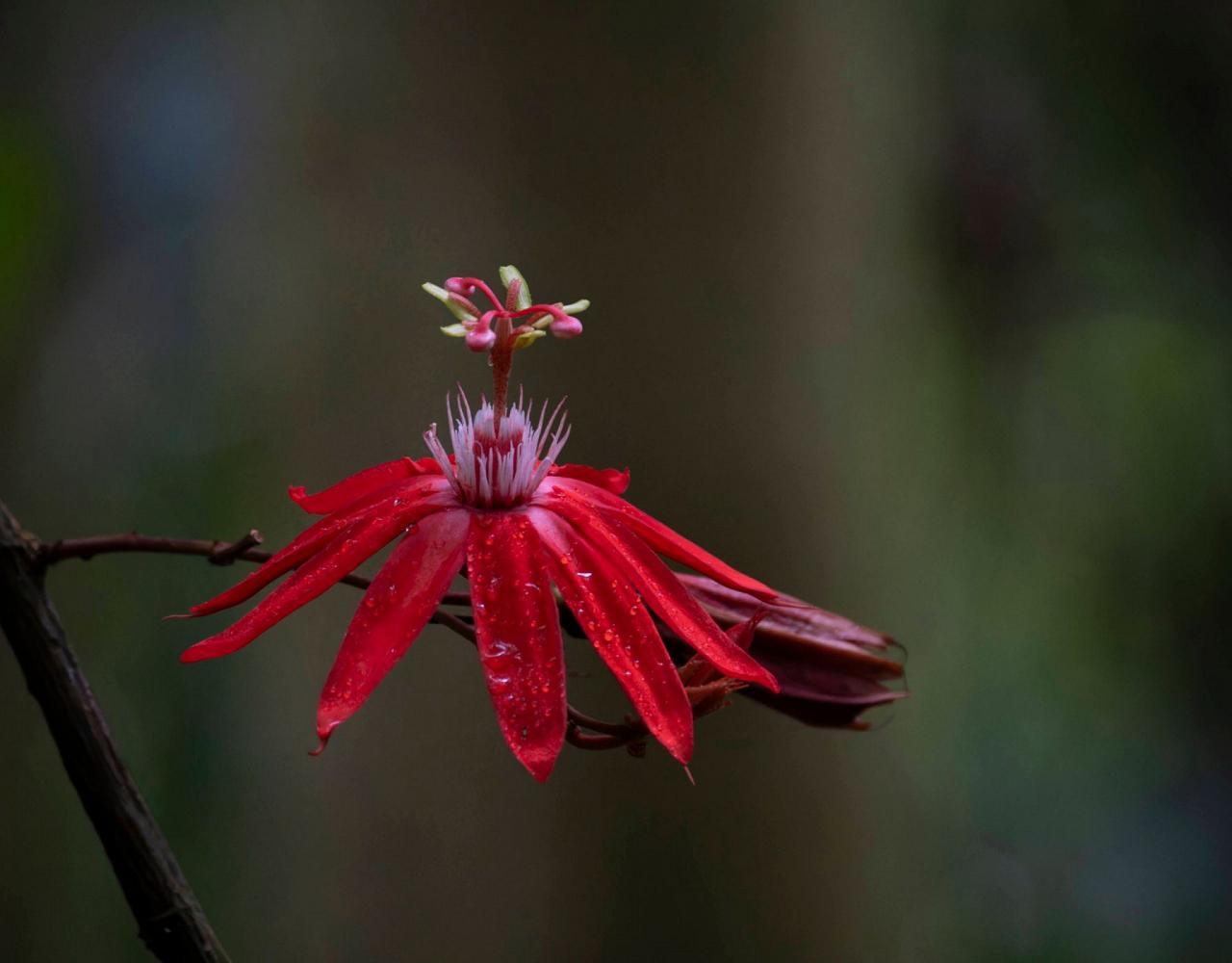 Birding Costa Rica, Costa Rica Nature, Central America, Bird watching Costa Rica, Neotropical Birds, Naturalist Journeys, Wildlife Tour, Wildlife Photography, Ecotourism, Specialty Birds, Birding Hotspot