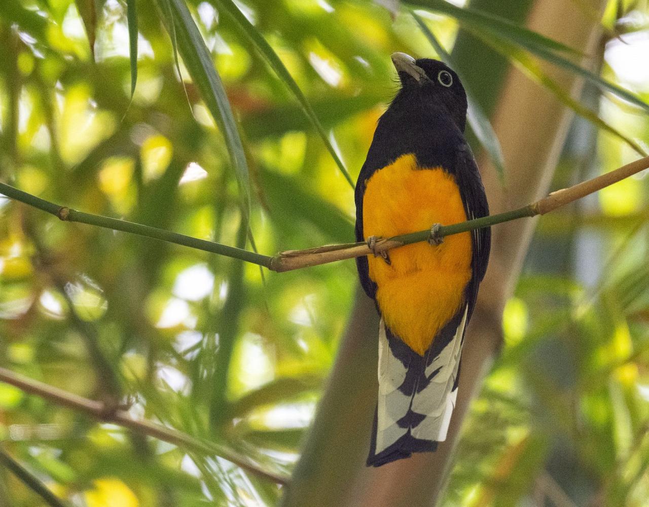 Birding Trinidad & Tobago, Bird watching Trinidad & Tobago, Naturalist Journeys, Wildlife Tour, Wildlife Photography, Ecotourism, Specialty Birds, Birding Hotspot, Asa Wright Nature Center