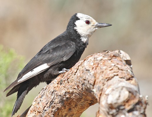 White-headed Woodpecker, Oregon, Oregon Wildlife Tour, Oregon Botany, Naturalist Journeys, Oregon birding tour