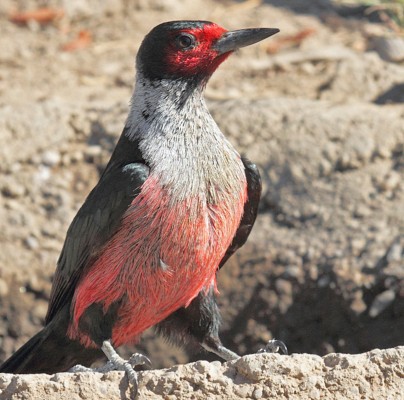 Lewis Woodpecker, Oregon, Oregon Wildlife Tour, Oregon Botany, Naturalist Journeys, Oregon birding tour