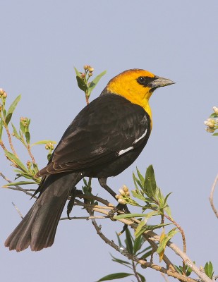 Yellow-headed Blackbird, Oregon, Oregon Wildlife Tour, Oregon Botany, Naturalist Journeys, Oregon birding tour