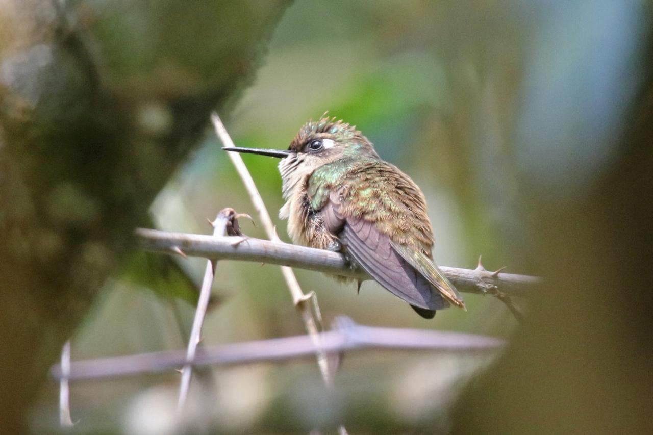 Blossomcrown, Colombia Nature Tour, Colombia Birding Tour, Santa Marta, Naturalist Journeys