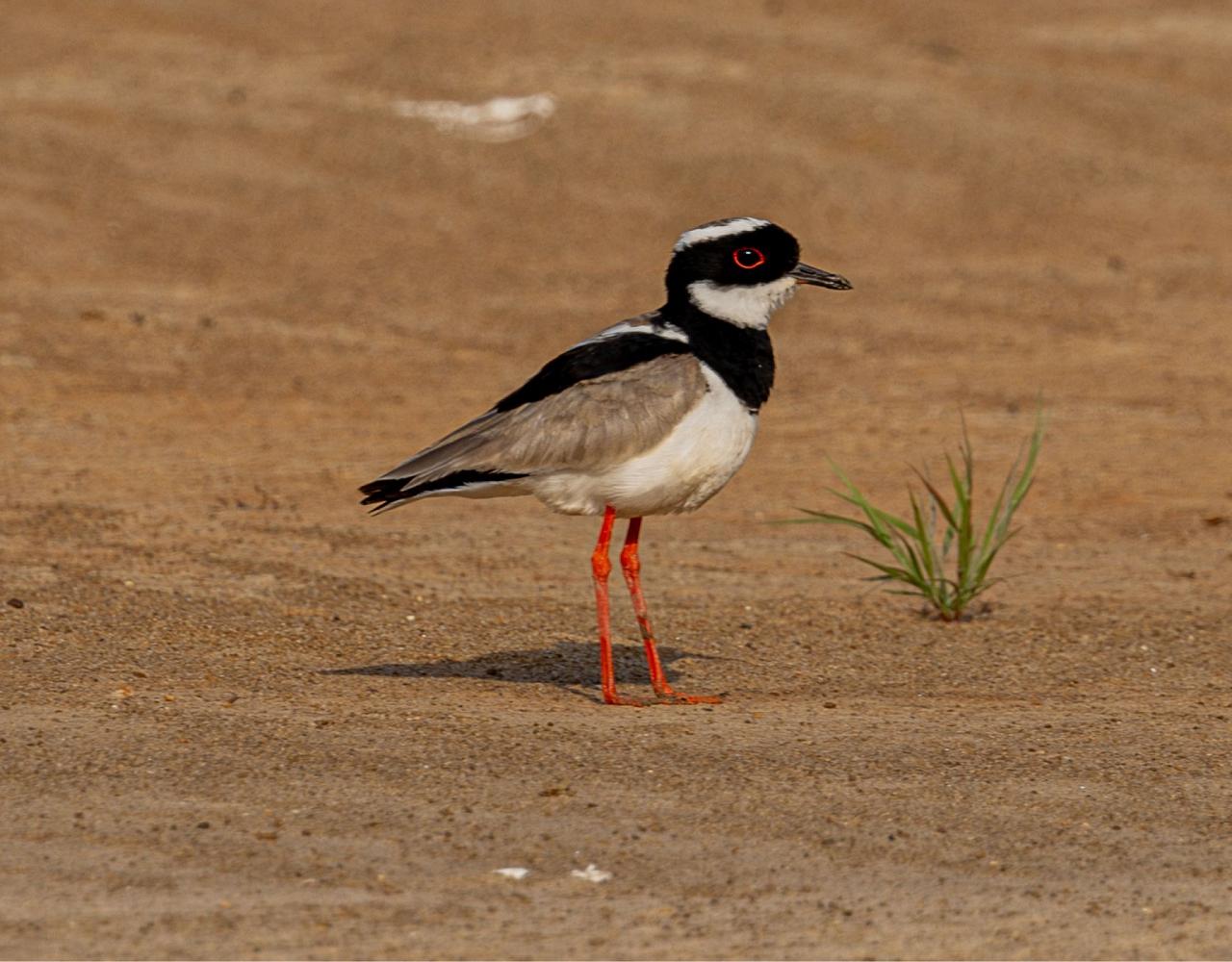Birding Guyana, Bird Watching Guyana, Birding South America, Naturalist Journeys, Wildlife Tour, Wildlife Photography, Ecotourism, Specialty Birds, Endemic Birds, Birding Hotspot