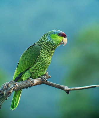 Lilac-crowned Parrot, Birding Mexico, Bird watching Mexico, Pacific Ocean, North American birds, Naturalist Journeys, Wildlife Tour, Wildlife Photography, Ecotourism, Specialty Birds, Endemic Birds, Birding Hotspot 