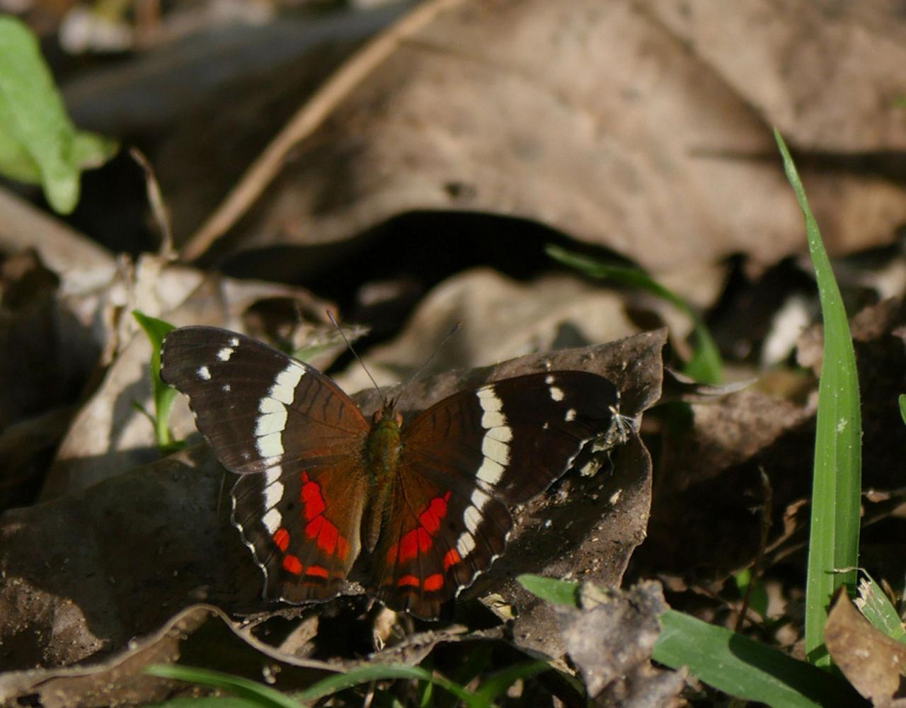 Birding Mexico, Bird watching Mexico, Pacific Ocean, North American birds, Naturalist Journeys, Wildlife Tour, Wildlife Photography, Ecotourism, Specialty Birds, Endemic Birds, Birding Hotspot 