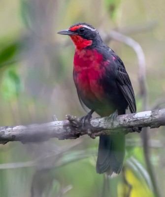 Rosy Thrush-Tanager, Birding Mexico, Bird watching Mexico, Pacific Ocean, North American birds, Naturalist Journeys, Wildlife Tour, Wildlife Photography, Ecotourism, Specialty Birds, Endemic Birds, Birding Hotspot 