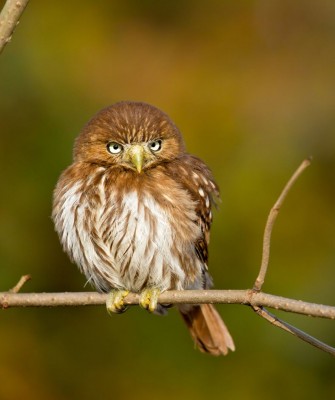 Ferruginous Pygmy Owl, Birding Mexico, Bird watching Mexico, Pacific Ocean, North American birds, Naturalist Journeys, Wildlife Tour, Wildlife Photography, Ecotourism, Specialty Birds, Endemic Birds, Birding Hotspot 