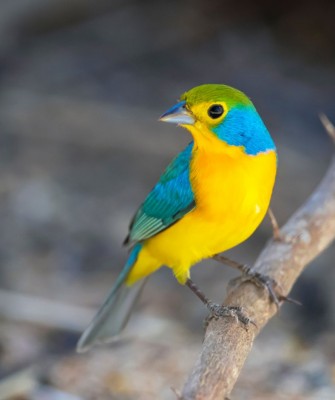 Orange-breasted Bunting, Birding Mexico, Bird watching Mexico, Pacific Ocean, North American birds, Naturalist Journeys, Wildlife Tour, Wildlife Photography, Ecotourism, Specialty Birds, Endemic Birds, Birding Hotspot 