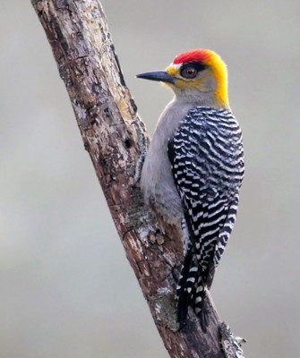 Golden-cheeked Woodpecker, Birding Mexico, Bird watching Mexico, Pacific Ocean, North American birds, Naturalist Journeys, Wildlife Tour, Wildlife Photography, Ecotourism, Specialty Birds, Endemic Birds, Birding Hotspot 