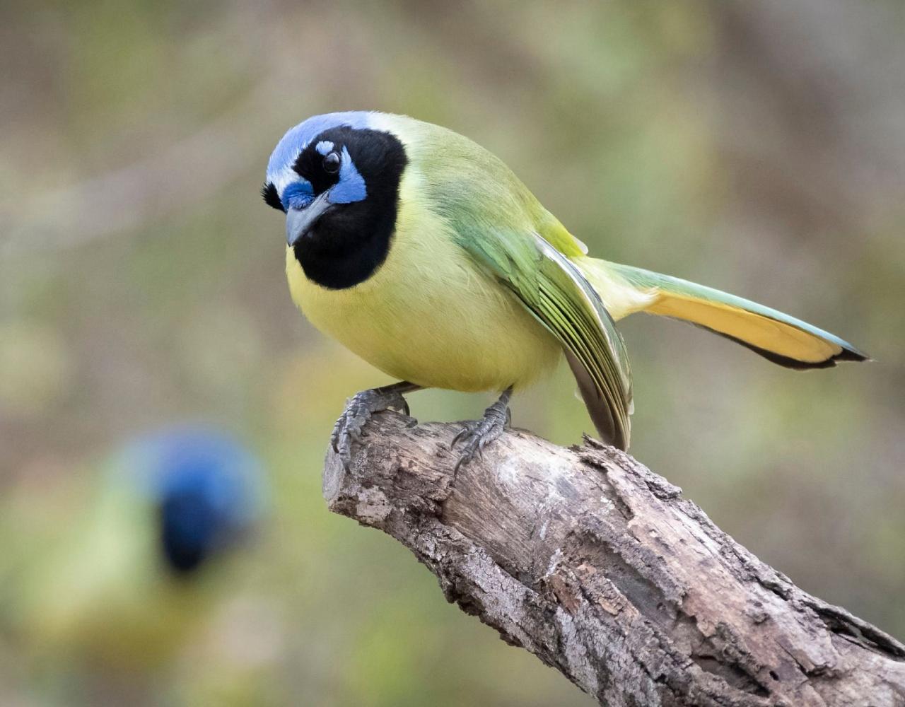 Birding Mexico, Bird watching Mexico, Pacific Ocean, North American birds, Naturalist Journeys, Wildlife Tour, Wildlife Photography, Ecotourism, Specialty Birds, Endemic Birds, Birding Hotspot 