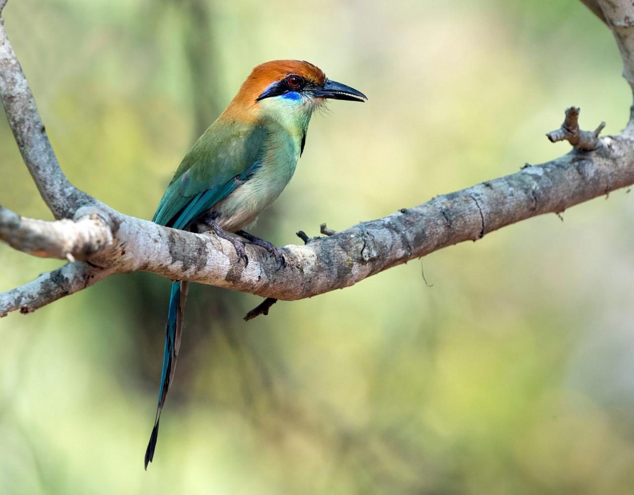 Birding Mexico, Bird watching Mexico, Pacific Ocean, North American birds, Naturalist Journeys, Wildlife Tour, Wildlife Photography, Ecotourism, Specialty Birds, Endemic Birds, Birding Hotspot 