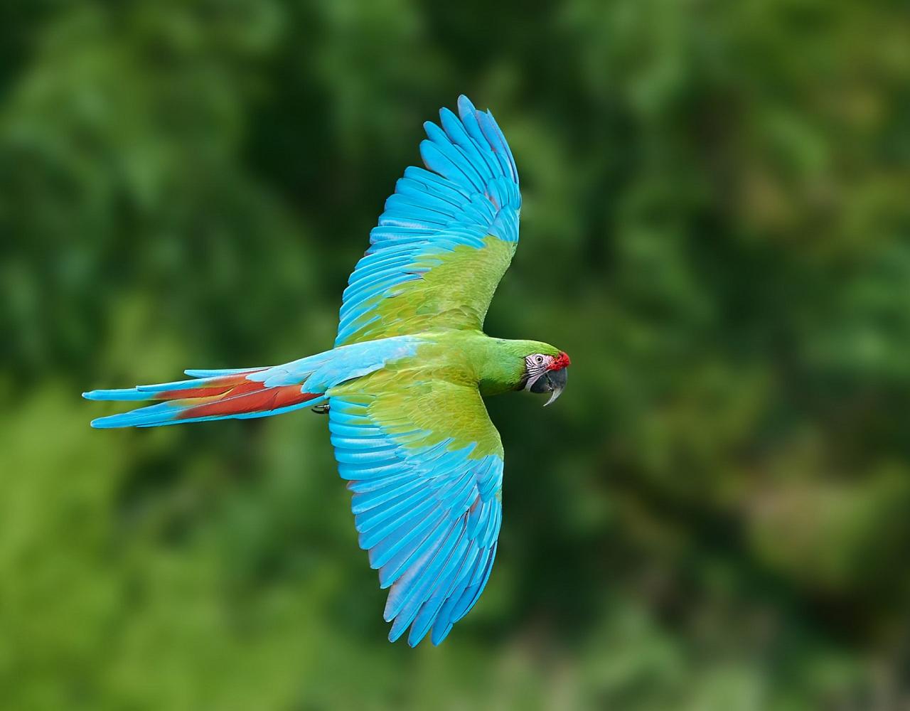 Birding Mexico, Bird watching Mexico, Pacific Ocean, North American birds, Naturalist Journeys, Wildlife Tour, Wildlife Photography, Ecotourism, Specialty Birds, Endemic Birds, Birding Hotspot 